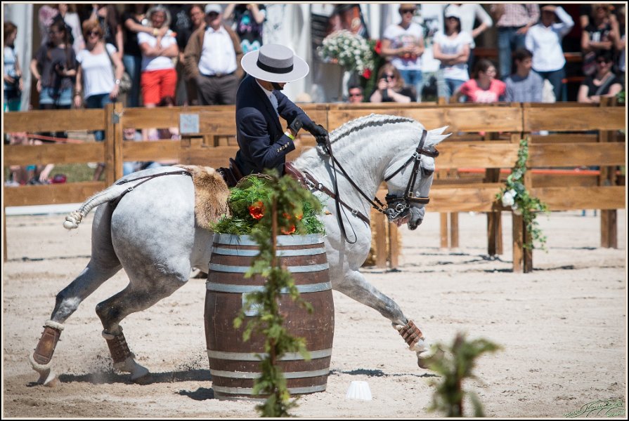 Pferd International 105